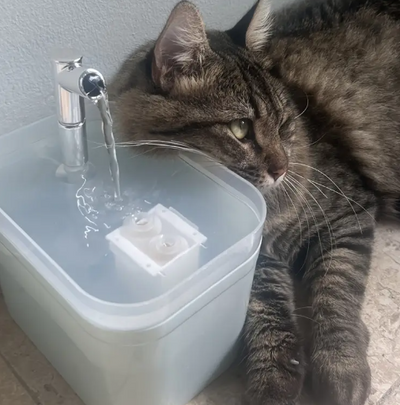 Automatische Kattenwaterfontein in Moderne Kleuren