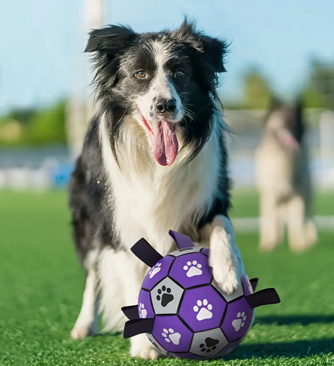 Football des Purple Dogs