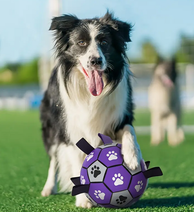 Football des Purple Dogs