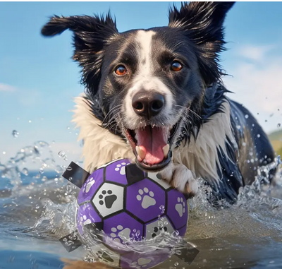 Football des Purple Dogs